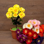 ����� ����� 7���. 52��.