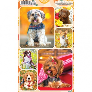 �������� �6 "������"