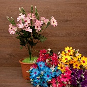 ����� ������� 36���. 53��.